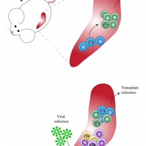 Cellule TR1: un alleato per la tolleranza al trapianto d’organo