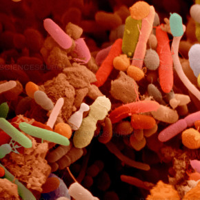Trapianto dei batteri intestinali fa bene all’esordio del diabete di tipo 1: prima volta nell’uomo