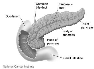 Evidenza di disfunzione del pancreas esocrino prima dell’insorgenza del diabete di tipo 1: nuovo studio dal DRI di Milano